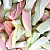 Frisia Mallow Mix (1kg)