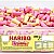 Haribo Rhubarb & Custard Tub