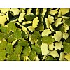 Haribo Terrific Turtles Tub