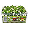 Sweetzone Mini Frogs